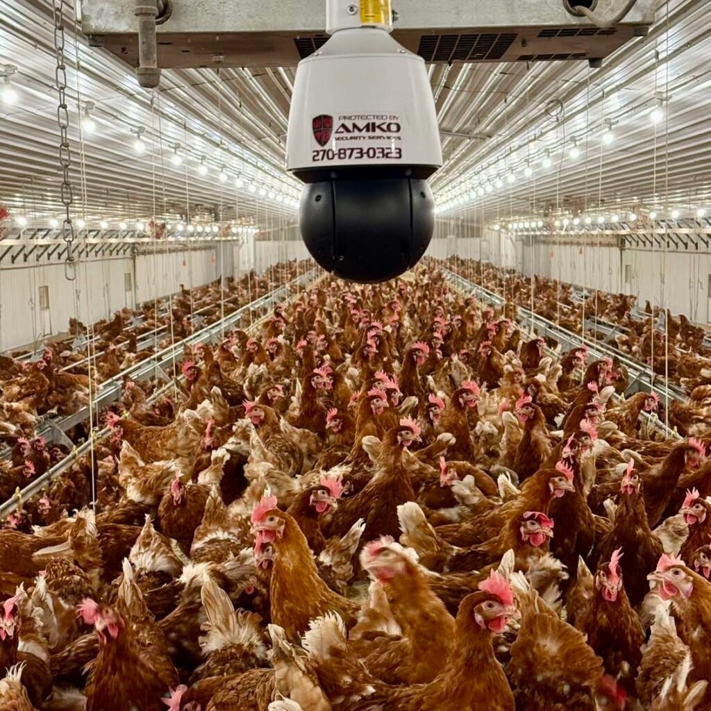 amko installed PTZ security camera at a local chicken barn in western Kentucky
